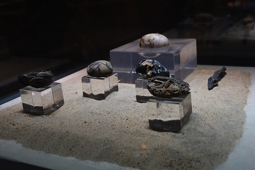 87 MAK_6418.jpg - Uova e feti di coccodrilli sempre mummificati.